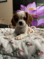 King Charles Spaniel Puppies for sale in Frederick, MD, USA. price: NA