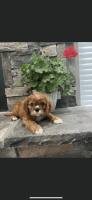 King Charles Spaniel Puppies for sale in Davenport, FL 33837, USA. price: NA