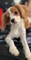 King Charles Spaniel Puppies for sale in Highland Beach, FL 33487, USA. price: NA