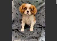 King Charles Spaniel Puppies for sale in Phoenix, AZ, USA. price: NA