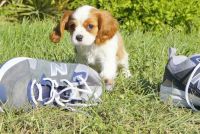King Charles Spaniel Puppies for sale in Alan Terrace, Jersey City, NJ 07306, USA. price: NA