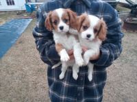 King Charles Spaniel Puppies for sale in Johnstown, PA, USA. price: NA