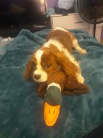 King Charles Spaniel Puppies for sale in 407 3rd St, Mora, MN 55051, USA. price: NA