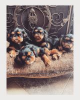 King Charles Spaniel Puppies for sale in Gainesville, GA, USA. price: NA
