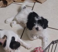 King Charles Spaniel Puppies for sale in Orlando, FL, USA. price: NA