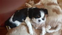 King Charles Spaniel Puppies for sale in King and Queen Court House, VA, USA. price: $1,850