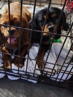 King Charles Spaniel Puppies for sale in MONROEVL, IN 46773, USA. price: $300