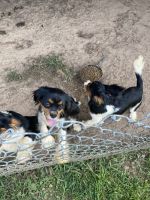 King Charles Spaniel Puppies for sale in Inman, SC 29349, USA. price: $650