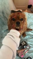 King Charles Spaniel Puppies for sale in Dallas, TX, USA. price: $3,000