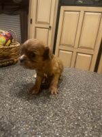King Charles Spaniel Puppies for sale in Fort Payne, AL, USA. price: $2,500