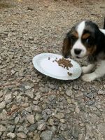 King Charles Spaniel Puppies for sale in 2003 Suitts Store Rd, Franklinton, NC 27525, USA. price: $2,000