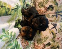 King Charles Spaniel Puppies for sale in Las Vegas, NV 89113, USA. price: $2,000