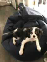 King Charles Spaniel Puppies for sale in Syracuse, New York. price: $3,000