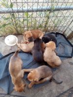 King Shepherd Puppies for sale in Bakersfield, CA 93305, USA. price: NA