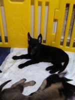 King Shepherd Puppies for sale in Jacksonville, FL 32218, USA. price: NA