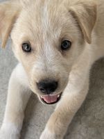 King Shepherd Puppies for sale in El Cajon, CA, USA. price: NA