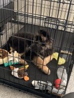 King Shepherd Puppies for sale in Patchogue, NY 11772, USA. price: $2,000