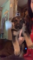 King Shepherd Puppies for sale in Whittemore, MI 48770, USA. price: $1,000