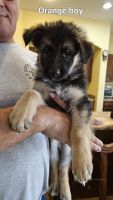King Shepherd Puppies for sale in Maricopa, AZ, USA. price: $2,000