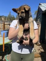 King Shepherd Puppies for sale in Prineville, OR 97754, USA. price: $800