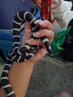 Kingsnake Reptiles for sale in 950 SW 21st Ave, Portland, OR 97205, USA. price: NA