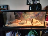Kingsnake Reptiles for sale in Charlotte, North Carolina. price: $350