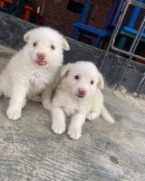 Kintamani Puppies Photos
