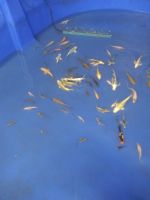 Koi Fishes for sale in Madill, OK 73446, USA. price: NA