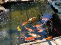 Koi Fishes for sale in Bloomington, CA, USA. price: NA
