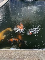 Koi Fishes for sale in 267 Watson Rd, Bradford, AR 72020, USA. price: NA