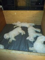 Komondor Puppies for sale in Ocean Shores, WA, USA. price: NA