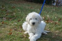 Komondor Puppies for sale in Mansfield, OH, USA. price: $1,800