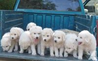 Komondor Puppies for sale in 58503 Rd 225, North Fork, CA 93643, USA. price: NA