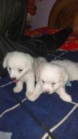 Koolie Puppies for sale in Gandhidham, Gujarat, India. price: 5000 INR