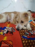 Kromfohrlander Puppies for sale in Andheri West, Mumbai, Maharashtra 400047, India. price: 8000 INR