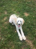 Labradoodle Puppies for sale in Washington, DC 20003, USA. price: NA