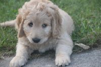 Labradoodle Puppies for sale in Sugar Hill, GA, USA. price: NA