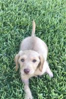 Labradoodle Puppies for sale in Willis, TX 77318, USA. price: NA