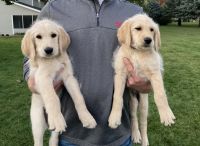 Labradoodle Puppies for sale in Orange City, IA 51041, USA. price: NA