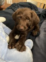 Labradoodle Puppies for sale in Williamsport, PA, USA. price: NA