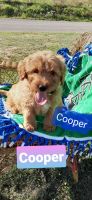 Labradoodle Puppies for sale in Eubank, KY 42567, USA. price: NA