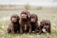 Labradoodle Puppies for sale in De Graff, OH 43318, USA. price: NA