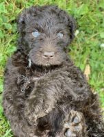 Labradoodle Puppies for sale in Bedford, VA 24523, USA. price: NA