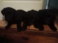 Labradoodle Puppies for sale in Canajoharie, NY 13317, USA. price: NA