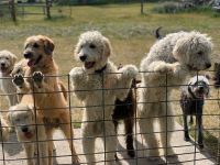 Labradoodle Puppies for sale in Sunnyslope, Phoenix, AZ 85020, USA. price: NA