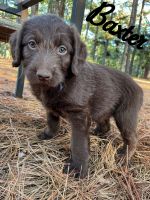 Labradoodle Puppies for sale in Middlesex, NC 27557, USA. price: NA