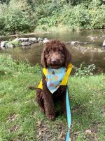 Labradoodle Puppies for sale in East Renton Highlands, WA, USA. price: NA