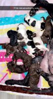 Labradoodle Puppies for sale in Goldsboro, NC, USA. price: NA