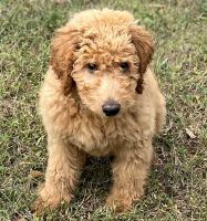 Labradoodle Puppies for sale in Charlotte, NC, USA. price: NA