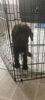Labradoodle Puppies for sale in Las Vegas, NV, USA. price: NA